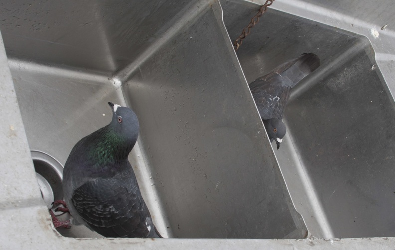 321-1063 Pacific Beach - Pigeons in Sink.jpg